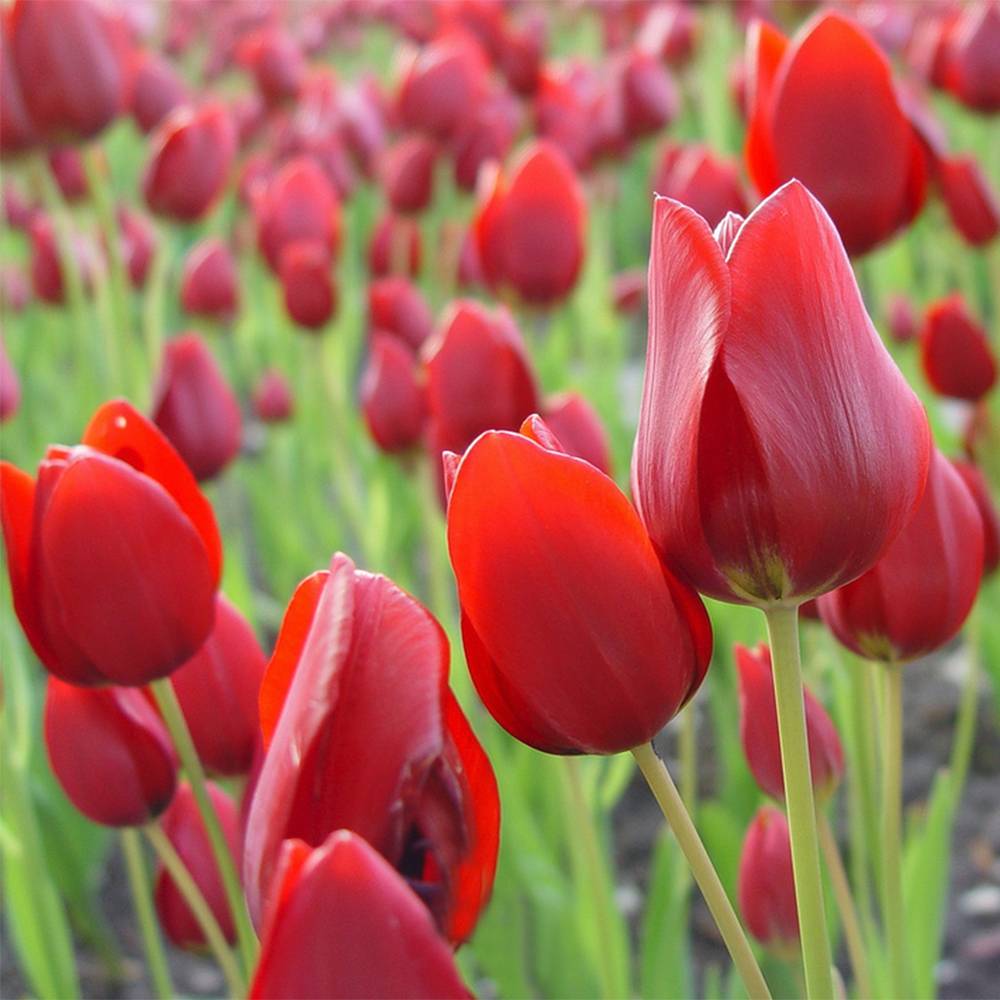 Promesse de Fleurs - Tulipe pluriflore Red Georgette Bulbe calibre 11+ (par 10)