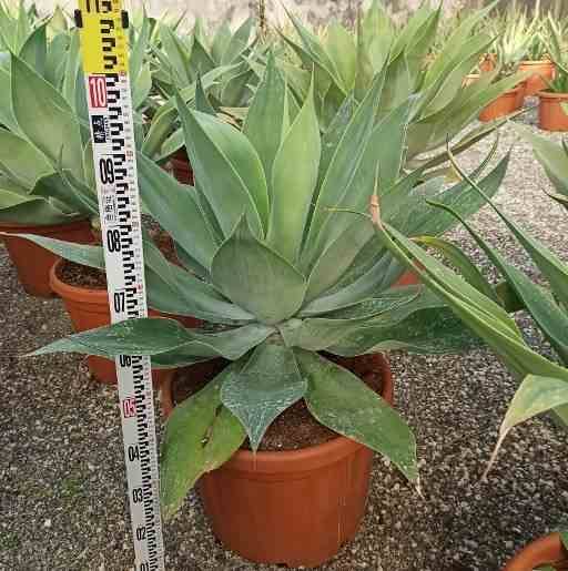 Sans Marque - Agave attenuata Taille:Pot de 45L - 80/100cm - Imagen 4