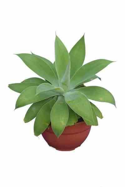 Sans Marque - Agave attenuata Taille:Pot de 45L - 80/100cm - Imagen 1