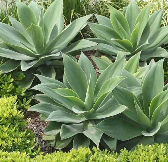 Sans Marque - Agave attenuata Taille:Pot de 45L - 80/100cm - Imagen 2