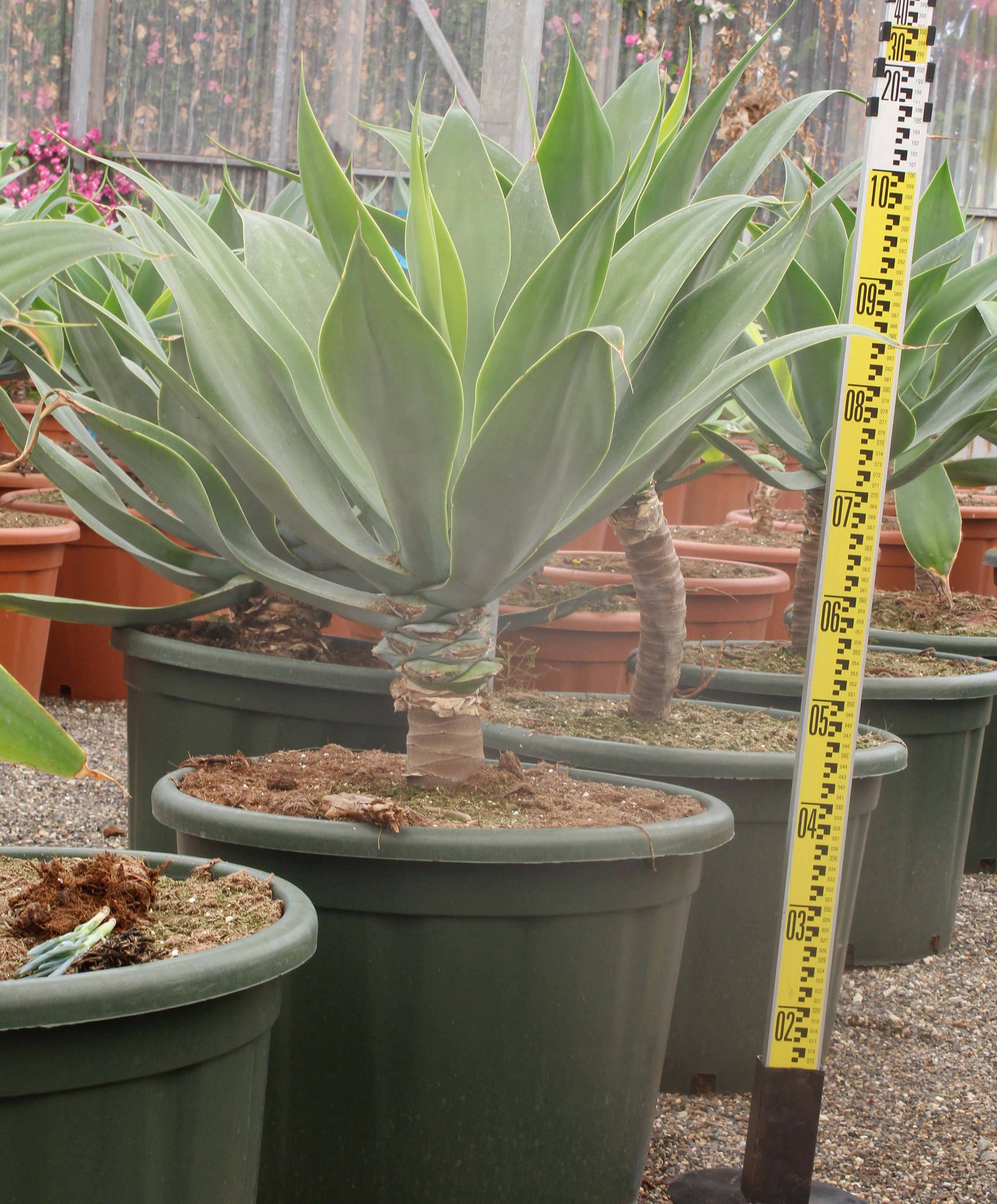 Sans Marque - Agave attenuata Taille:Pot de 45L - 80/100cm - Imagen 5