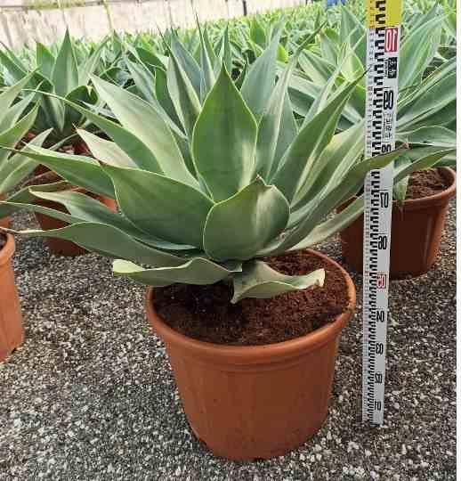 Sans Marque - Agave attenuata Taille:Pot de 45L - 80/100cm - Imagen 3