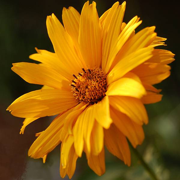 Heliopsis helianthoides Summer Sun - Héliopsis faux hélianthe Godet de ...