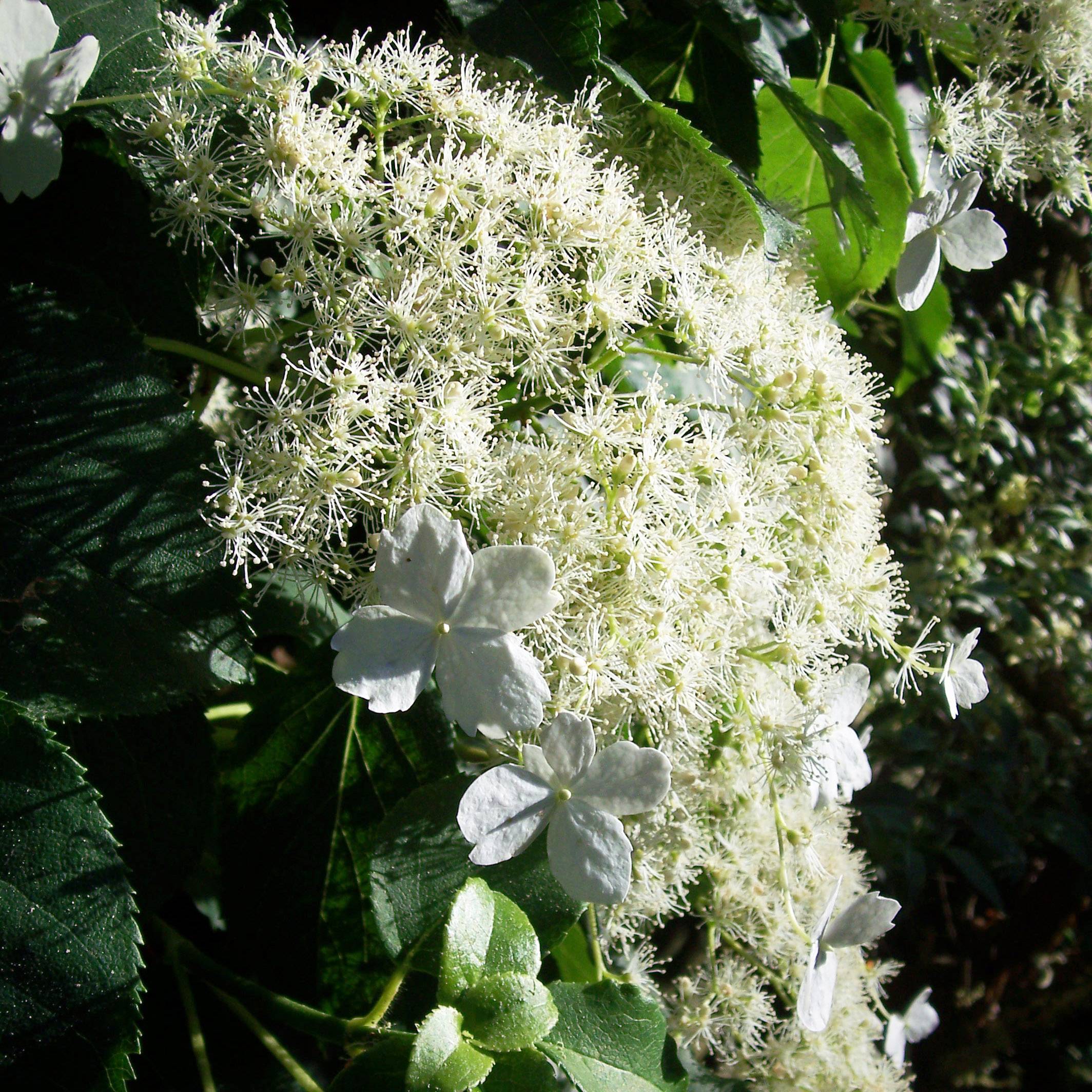 Hortensia grimpant - Hydrangea petiolaris Godet de 8/9 cm
