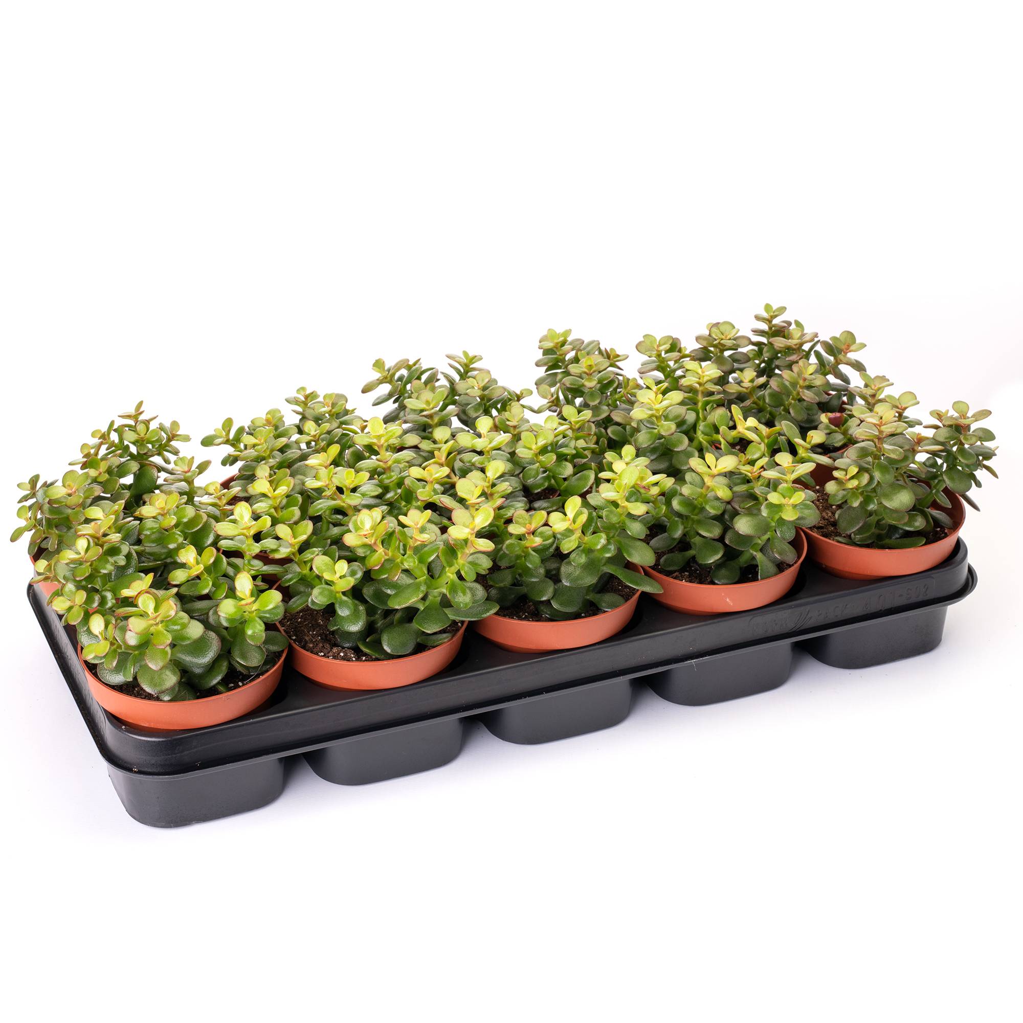 Gardenersdream - 1 X Crassula Minor Mini Arbuste De Jade Compact A Feuilles Persistantes En Pot - GardenersDream - Imagen 3