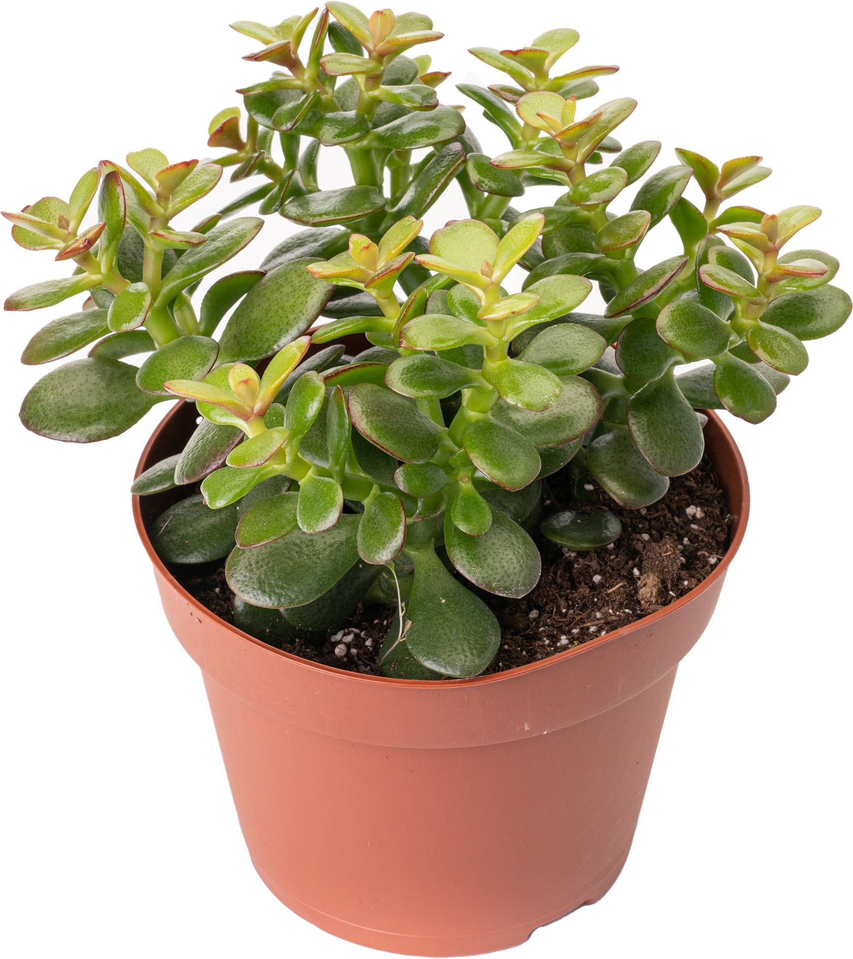 Gardenersdream - 1 X Crassula Minor Mini Arbuste De Jade Compact A Feuilles Persistantes En Pot - GardenersDream - Imagen 2