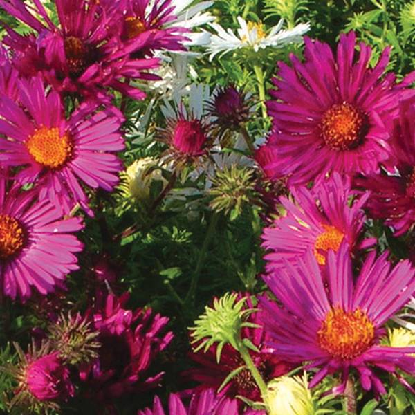 Promesse de Fleurs - Aster novae-angliae Septemberrubin - Septembre rouge Godet de 7/8 cm