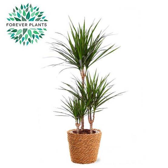La Green Touch - Dracaena Marginata - D21 H95cm