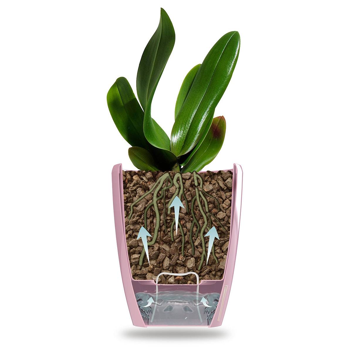 Gt Garden - Lot de 3 pots pour orchidées avec réserve d'eau - Dali-dea pourpre 2 litres - GT GARDEN - Imagen 2
