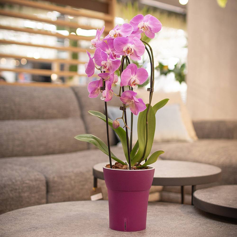 Gt Garden - Lot de 3 pots pour orchidées avec réserve d'eau - Dali-dea pourpre 2 litres - GT GARDEN - Imagen 5