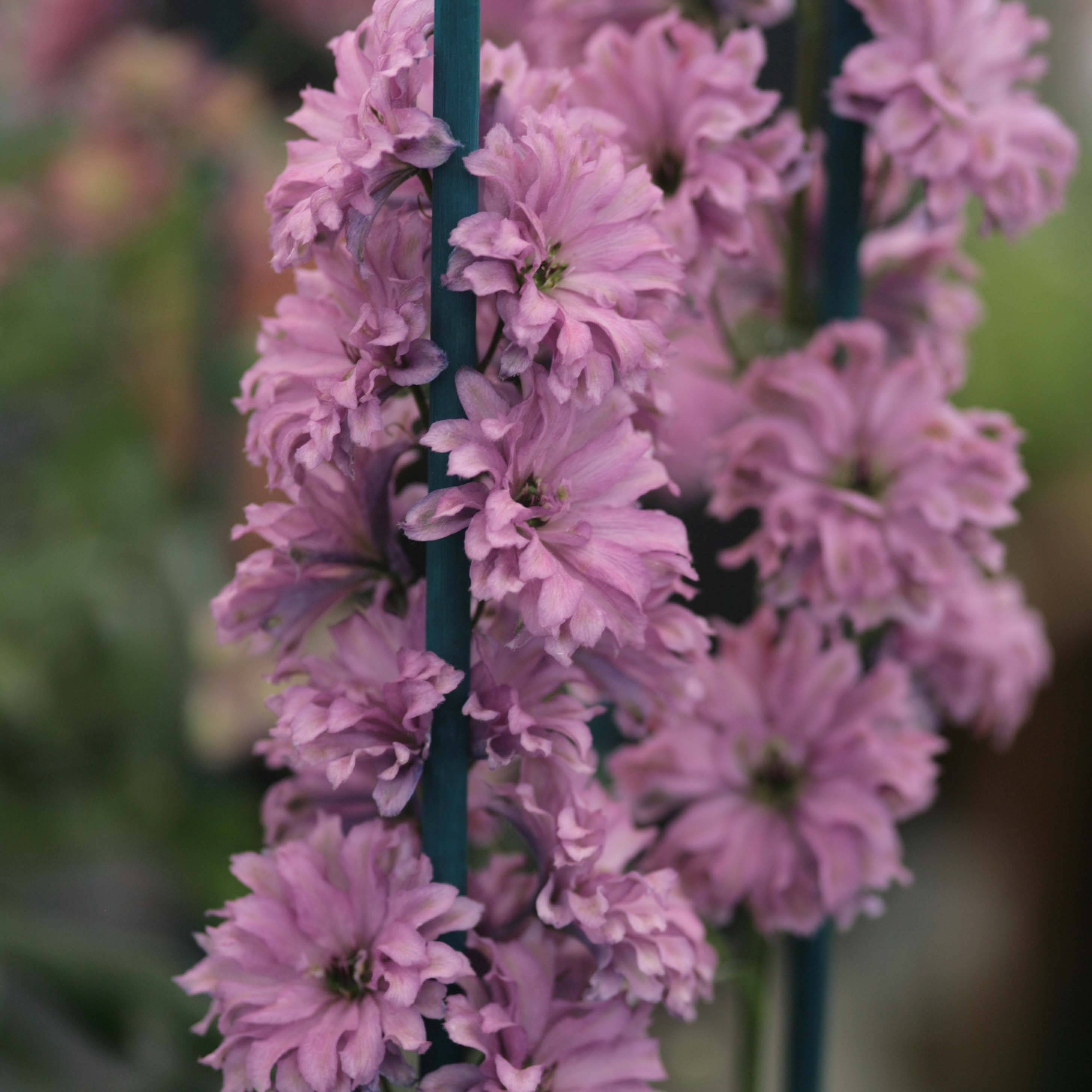 Delphinium Highlander Flamenco - Pied d'Alouette vivace Godet de 8/9 cm