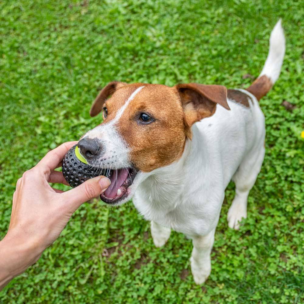 Ferplast - Ferplast Jouet Chien, Distributeur croquettes, en Matériau Durable, Non Toxique, Résistante aux Morsures, Rebondissant et Flottant, CHEWA BOING Balle - Imagen 6