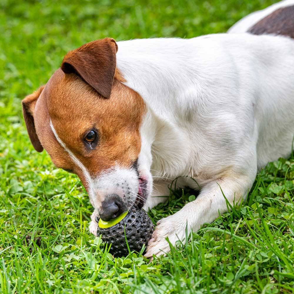 Ferplast - Ferplast Jouet Chien, Distributeur croquettes, en Matériau Durable, Non Toxique, Résistante aux Morsures, Rebondissant et Flottant, CHEWA BOING Balle - Imagen 7