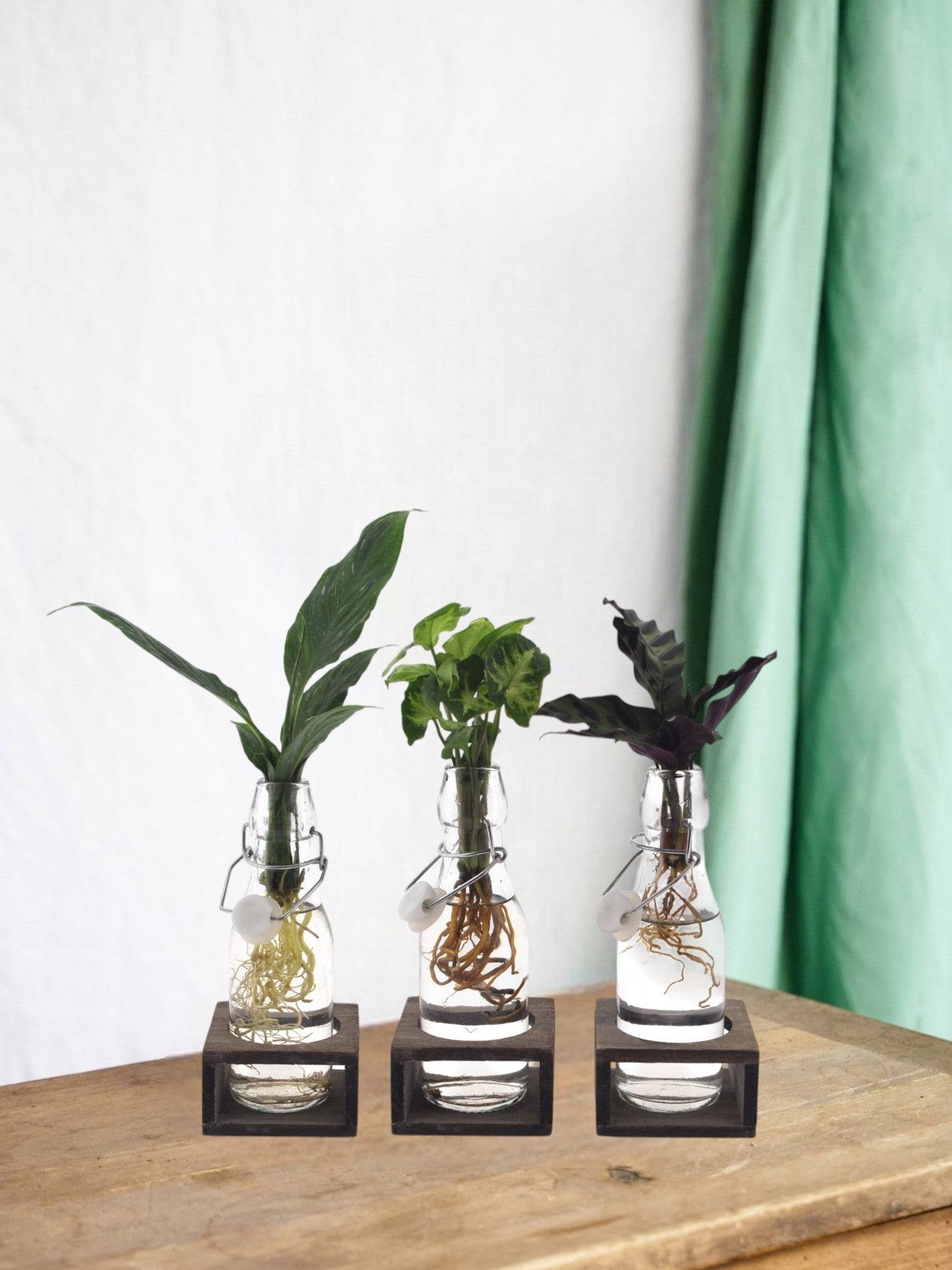 Trio de Boutures en Bouteille en Verre et Socle Noire - H25cm