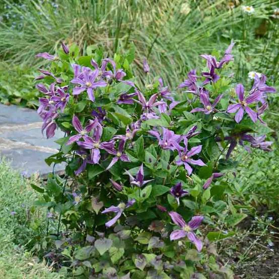 Clématite SAPHYRA® Estrella 'Cleminov27' à fleurs Violette - feuillage Caduc - Pot de 1,5L - Tuteur bambou 30/60 cm- hauteur à maturité De 1,00 m à 1 - Image 6