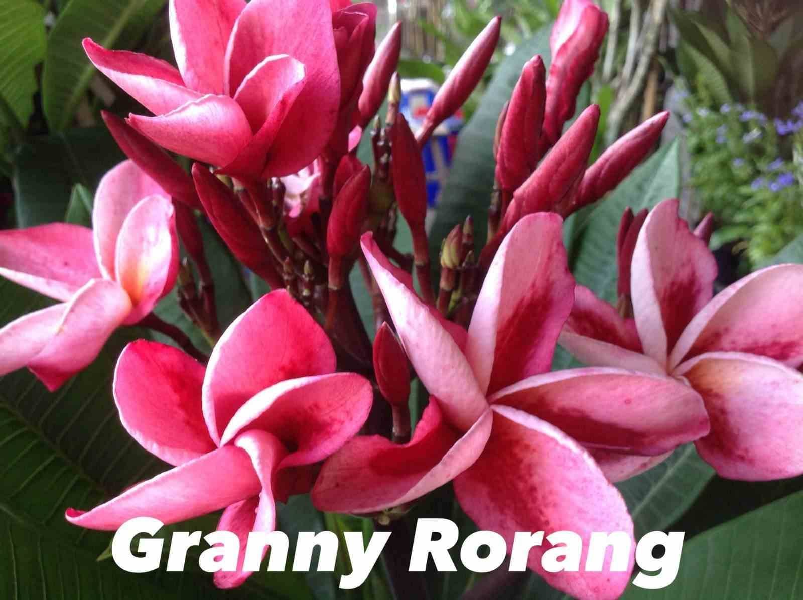 Sans Marque - Plumeria rubra "Granny Rorang" (frangipanier) Couleur floraison:Rose - Taille:Pot de 2 litres ? 20/30 cm