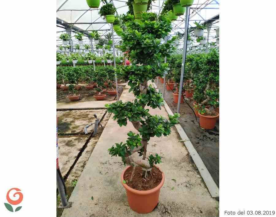 0 - Ficus microcarpa 'Compacta' Pot de 25L- 125/150cm - Image 2