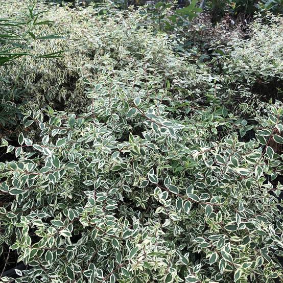 Abelia grandiflora Sparkling Silver Pot de 2L/3L - Image 1