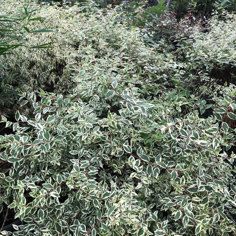 Abelia grandiflora Sparkling Silver Pot de 2L/3L - Image 1
