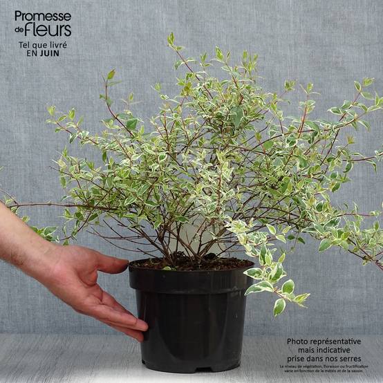 Abelia grandiflora Sparkling Silver Pot de 2L/3L - Image 2