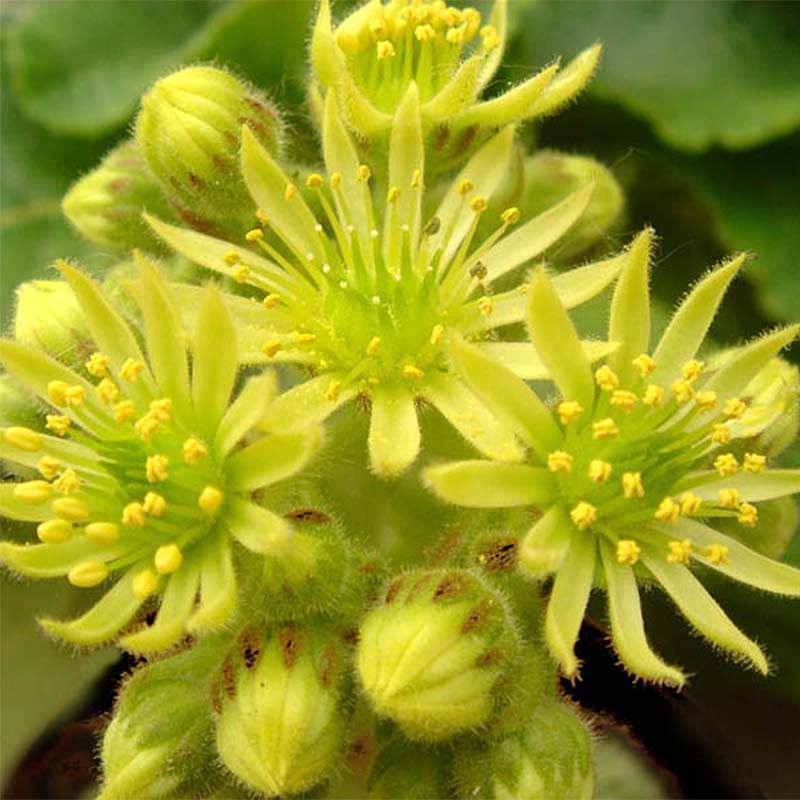 Sempervivum ciliosum var. borisii - Joubarbe ciliée Godet de 8/9 cm