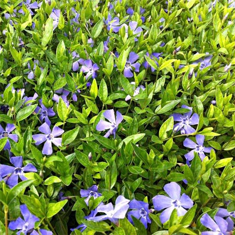 Promesse de Fleurs - Vinca minor Josefine - Petite pervenche Godet de 8/9 cm