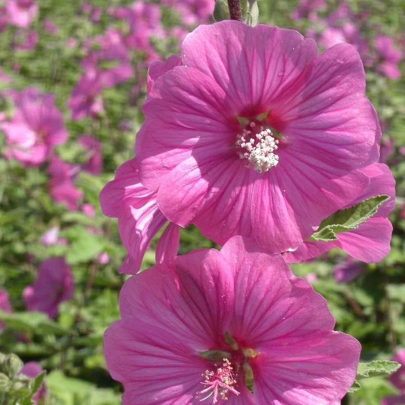 Lavatère Bredon Spring, Mauve en arbre, Lavatera à fleurs Rose - feuillage Caduc - Pot de 3L - 20/40 cm-  hauteur à maturité De 1,50 m à 2,00 m - Imagen 1