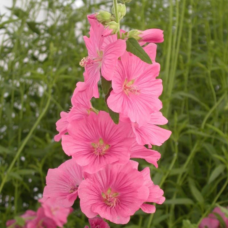 Lavatère Bredon Spring, Mauve en arbre, Lavatera à fleurs Rose - feuillage Caduc - Pot de 3L - 20/40 cm-  hauteur à maturité De 1,50 m à 2,00 m - Imagen 5