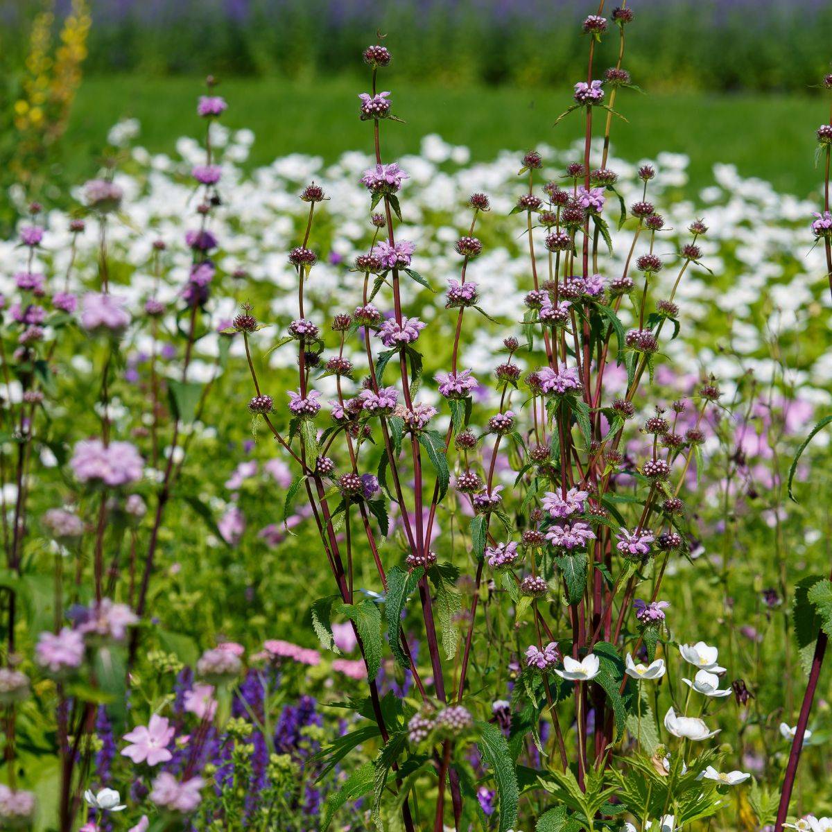 Promesse de Fleurs - Phlomis tubéreux - Phlomis tuberosa Prima Donna Godet de 8/9 cm