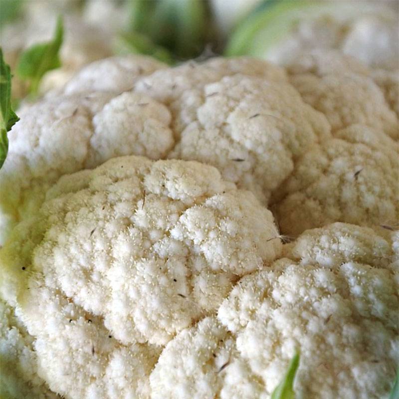 Chou-Fleur d'Erfurt Boule de Neige le sachet de 200 graines environ (1g)