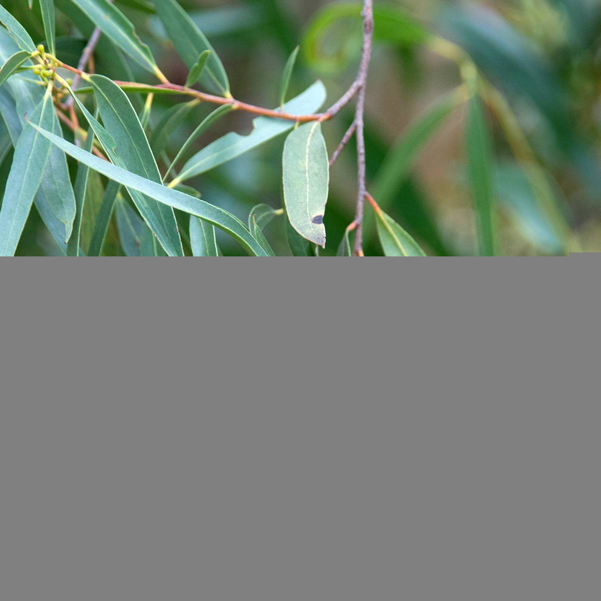 Eucalyptus approximans - Mallee de Barren Mountain Pot de 4L/5L, Pot anti-chignon - Image 1