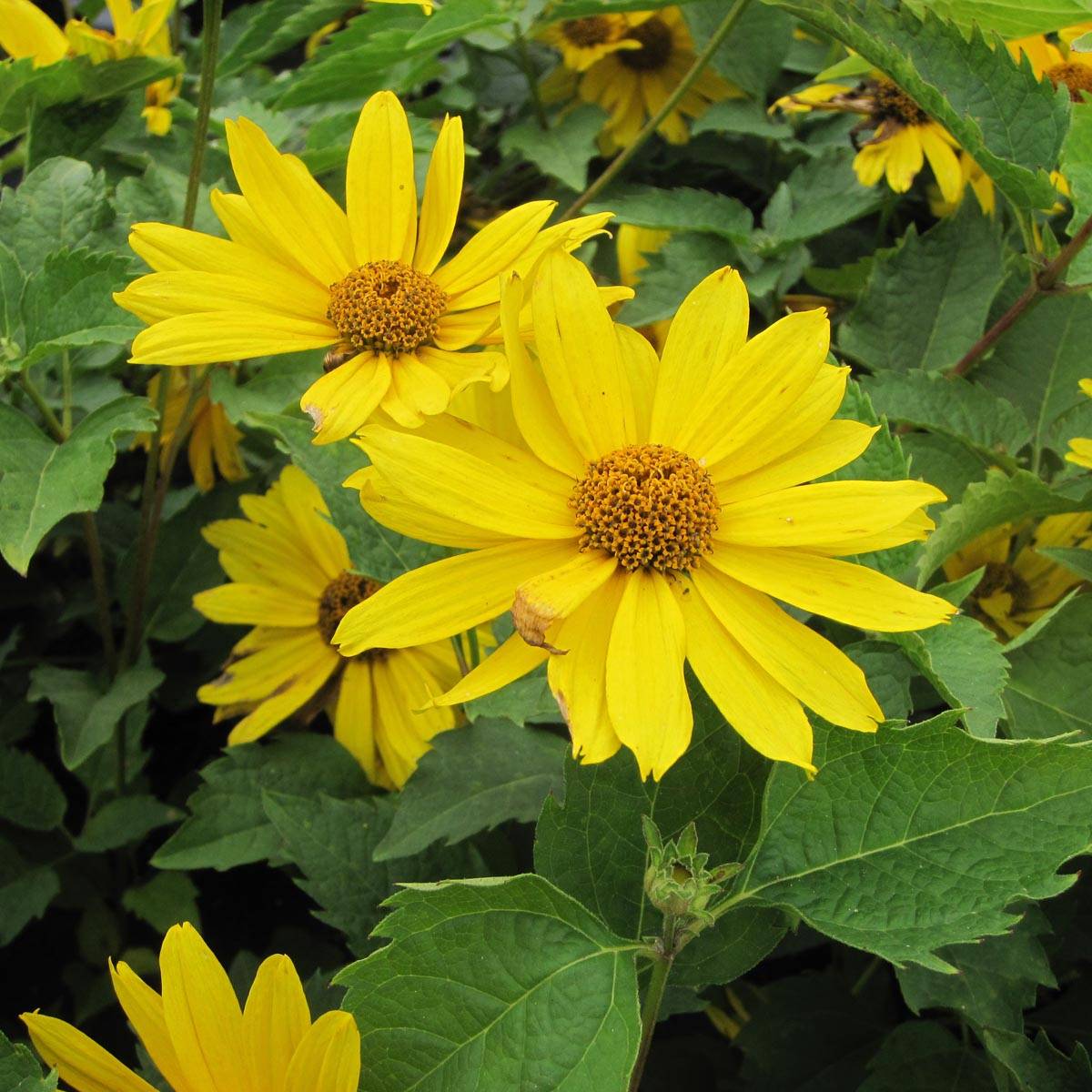 Heliopsis helianthoides Mars - Héliopsis faux hélianthe Godet de 8/9 cm ...