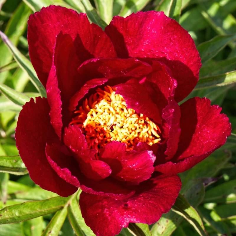 Pivoine herbacée Early Scout à fleurs Rouge/ - feuillage Caduc - Pot de 2L - 10/20 cm - Imagen 2
