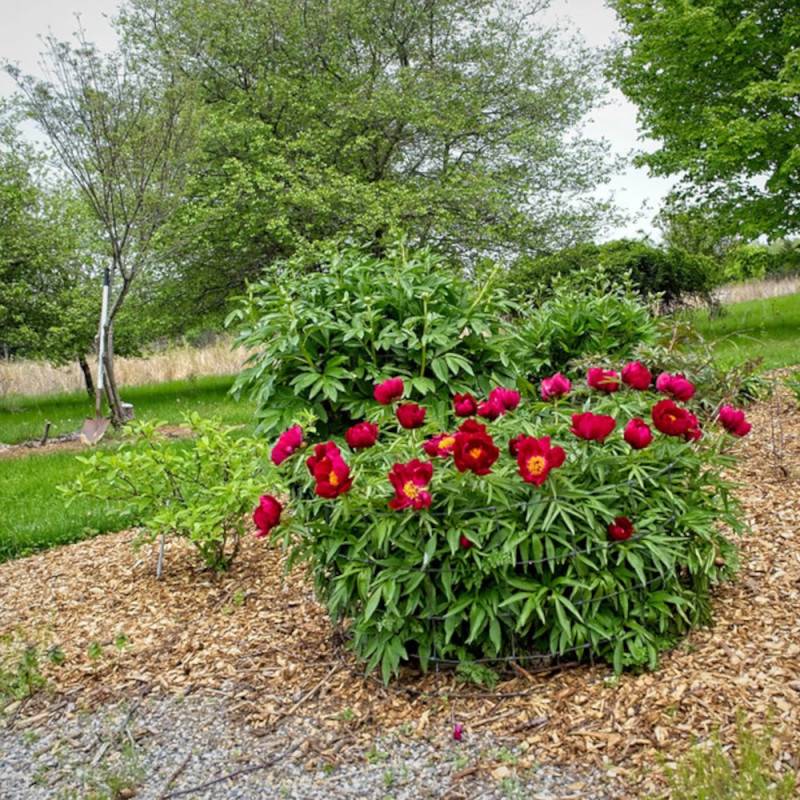 Pivoine herbacée Early Scout à fleurs Rouge/ - feuillage Caduc - Pot de 2L - 10/20 cm - Imagen 7