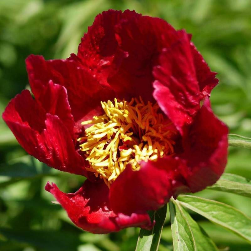 Pivoine herbacée Early Scout à fleurs Rouge/ - feuillage Caduc - Pot de 2L - 10/20 cm - Imagen 1