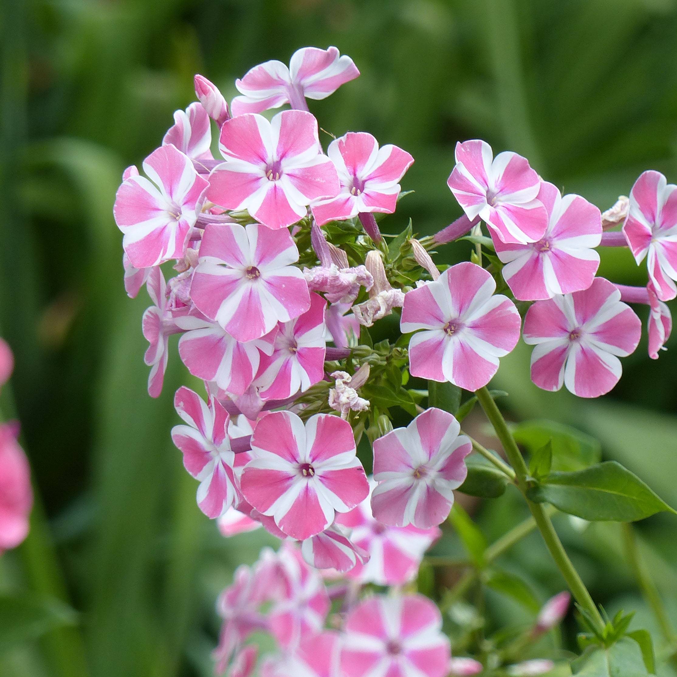 Phlox paniculata Peppermint Twist Godet de 8/9 cm