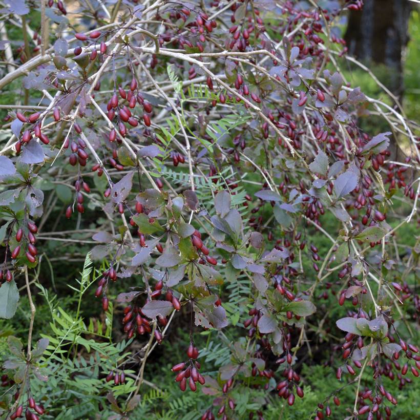 Promesse de Fleurs - Berberis thunbergii Dart's Red Lady - Épine-vinette Pot de 2L/3L