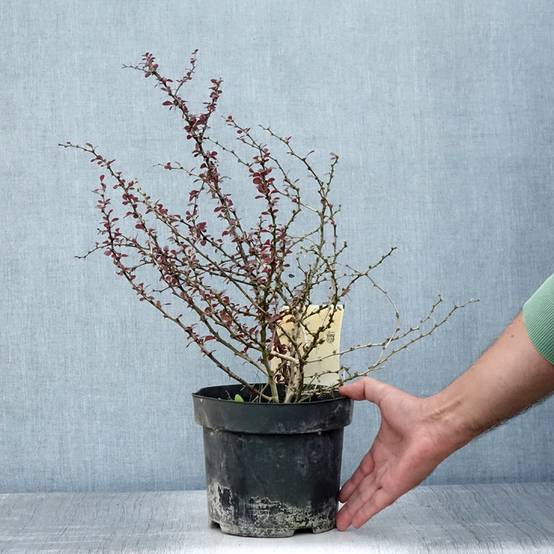Promesse de Fleurs - Berberis thunbergii Dart's Red Lady - Épine-vinette Pot de 2L/3L - Image 2