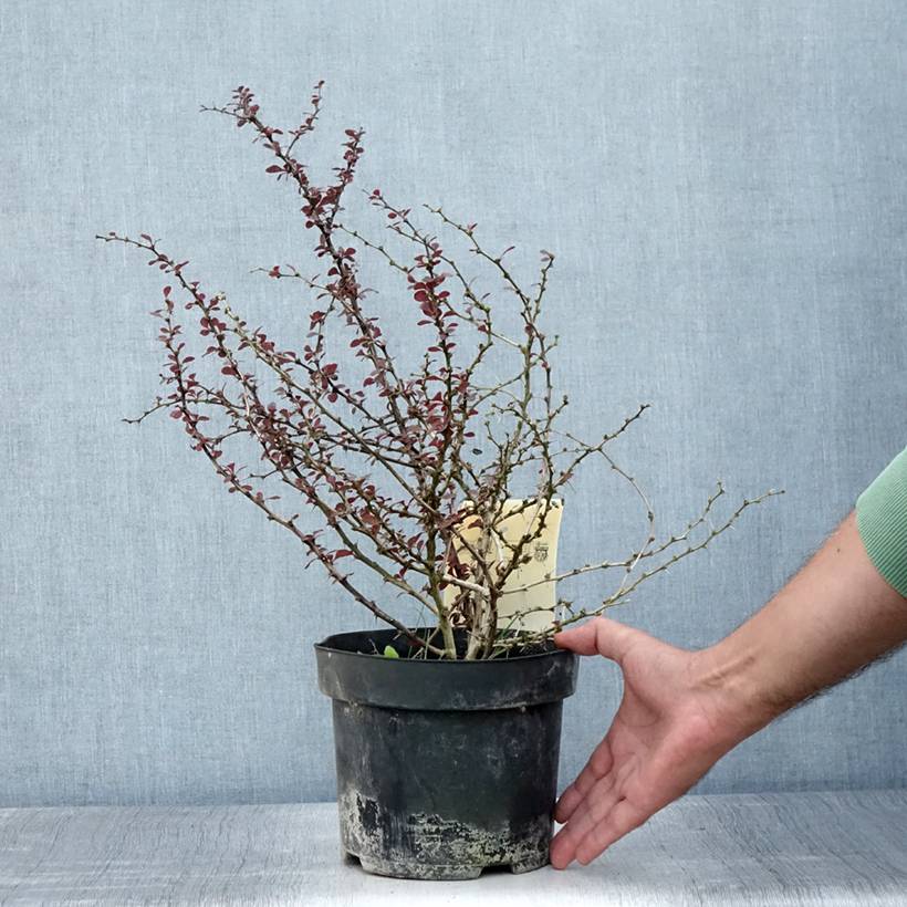 Promesse de Fleurs - Berberis thunbergii Dart's Red Lady - Épine-vinette Pot de 2L/3L - Image 2