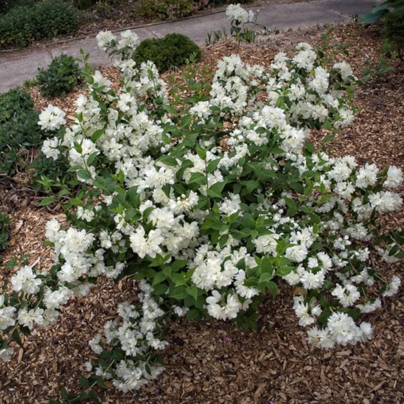 Seringat des jardins Minnesota Snowflake, Philadelphus à fleurs Blanche - feuillage Caduc - Pot de 7,5L - 40/60 cm-  hauteur à maturité De 1,00 m à 1, - Imagen 5