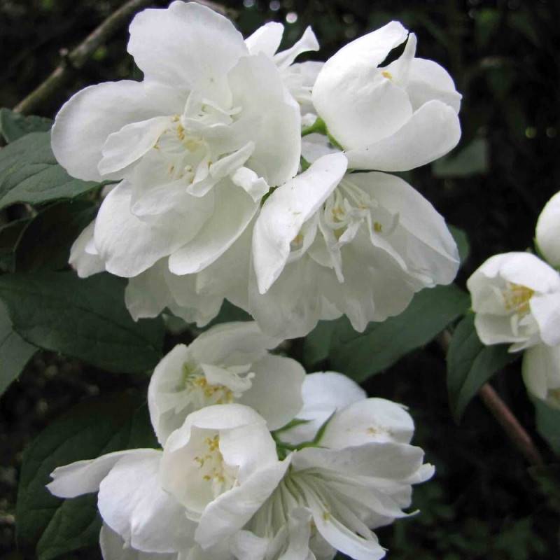 Seringat des jardins Minnesota Snowflake, Philadelphus à fleurs Blanche - feuillage Caduc - Pot de 7,5L - 40/60 cm- hauteur à maturité De 1,00 m à 1, - Image 4