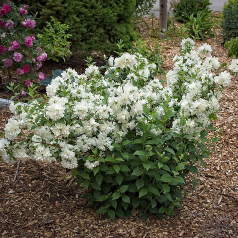 Seringat des jardins Minnesota Snowflake, Philadelphus à fleurs Blanche - feuillage Caduc - Pot de 7,5L - 40/60 cm- hauteur à maturité De 1,00 m à 1, - Image 7
