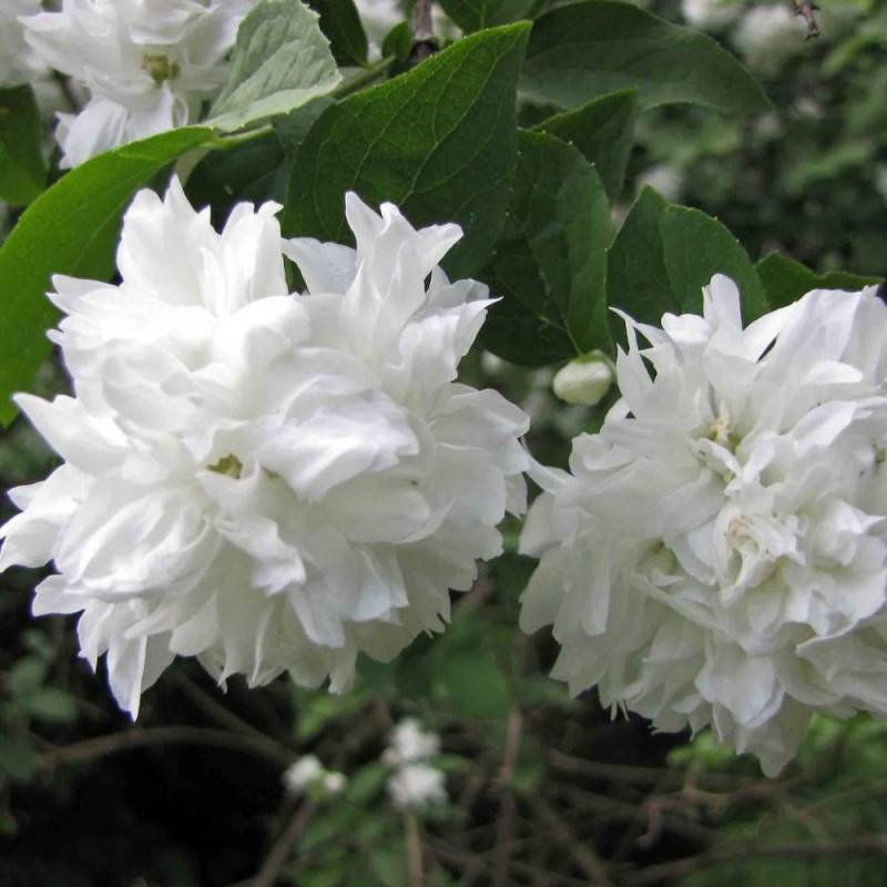 Seringat des jardins Minnesota Snowflake, Philadelphus à fleurs Blanche - feuillage Caduc - Pot de 7,5L - 40/60 cm- hauteur à maturité De 1,00 m à 1, - Image 3