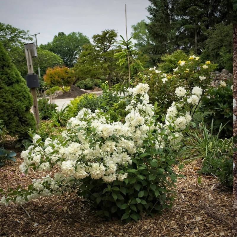 Seringat des jardins Minnesota Snowflake, Philadelphus à fleurs Blanche - feuillage Caduc - Pot de 7,5L - 40/60 cm-  hauteur à maturité De 1,00 m à 1, - Imagen 6