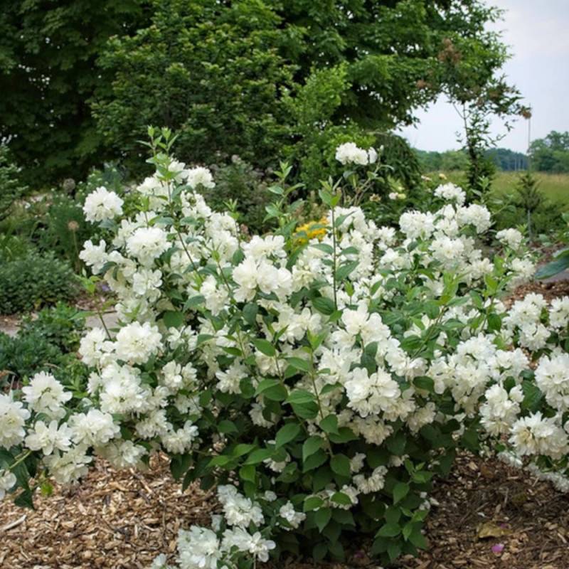 Seringat des jardins Minnesota Snowflake, Philadelphus à fleurs Blanche - feuillage Caduc - Pot de 7,5L - 40/60 cm-  hauteur à maturité De 1,00 m à 1, - Imagen 8
