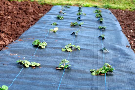 24 m² tissu de sol, bâche anti-mauvaises herbes, bâche de paillage 100 g, 2 m de large, noir - Image 6