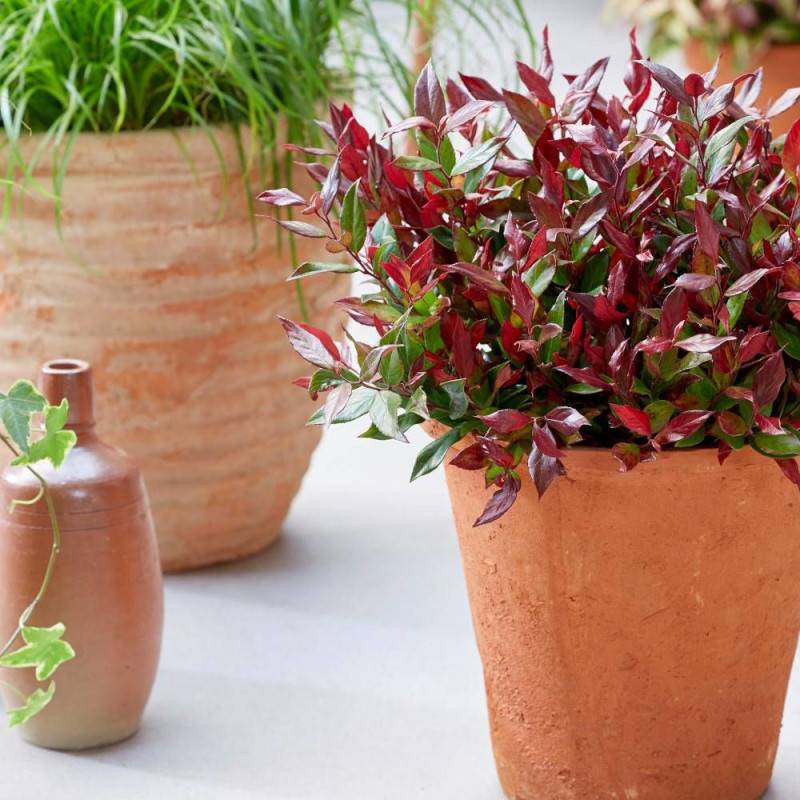Leucothoe Little Flames®, Fleur de perle à fleurs Blanche/ - feuillage Persistant - Pot de 3L - 40/60 cm - Imagen 1