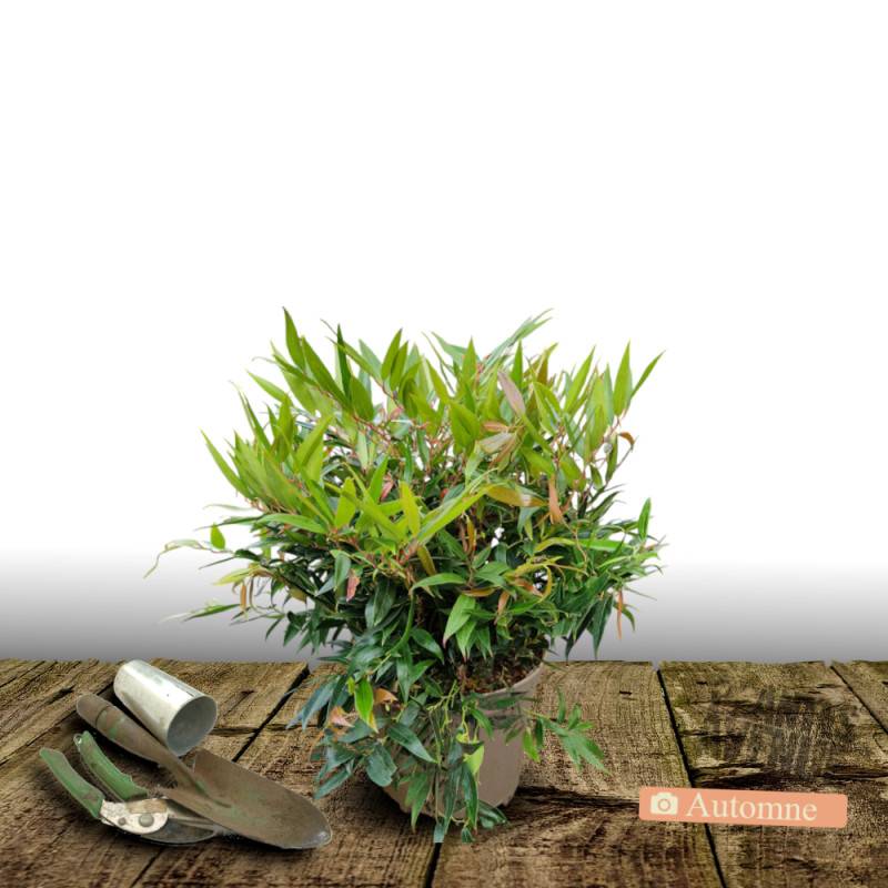 Leucothoe Little Flames®, Fleur de perle à fleurs Blanche/ - feuillage Persistant - Pot de 3L - 40/60 cm - Imagen 2