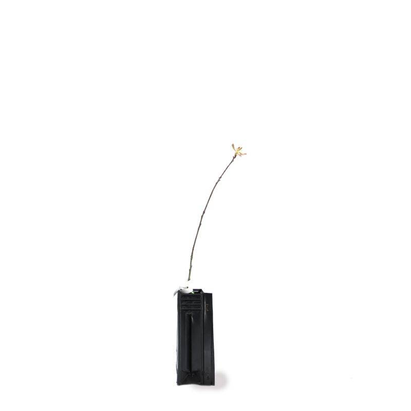 Chêne rouge d'Amérique (Quercus rubra) - Godet - Taille 13/25cm - Pépinières Naudet - Imagen 3