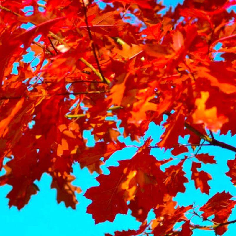 Chêne rouge d'Amérique (Quercus rubra) - Godet - Taille 13/25cm - Pépinières Naudet - Imagen 2